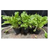 3- Pots of Hosta, Alba Marginita, 1 Gallon