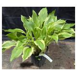 Hosta, Alba Marginita, 1 Gallon
