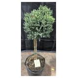 Blue Star Juniper