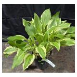 Hosta, Alba Marginita, 1 Gallon