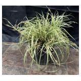 Ornamental Grass, Evergold, 1 Gallon
