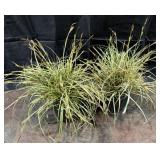 2- Pots of Ornamental Grass, Evergold, 1 Gallon