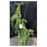 Weeping Alaskan Cedar