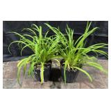 2- Little Wine Cup Daylilies, 1 Gal