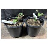 2- Pots of Triple Crown Blackberry