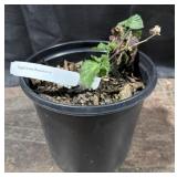 Triple Crown Blackberry