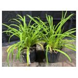 2- Little Wine Cup Daylilies, 1 Gal