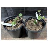 2- Pots of Triple Crown Blackberry
