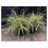 2- Pots of Ornamental Grass, Evergold, 1 Gallon