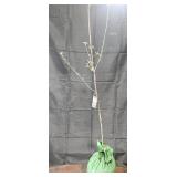 Granny Smith Apple Tree
