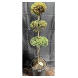 Boulevard Cypress Pom Pom
