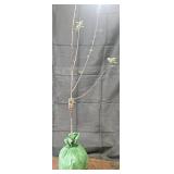 Pink Lady Apple Tree