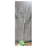 Granny Smith Apple Tree
