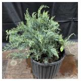 Grey Owl Juniper