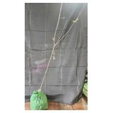Honey Crisp Apple Tree