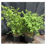 2- Burning Bush Euonymusï¿½
