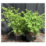 2- Burning Bush Euonymusï¿½