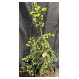 Weeping Norway Spruce