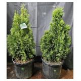 2- Emerald Green Arborvitae