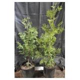 2- Green Giant Arborvitae