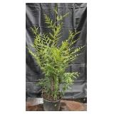 Green Giant Arborvitae