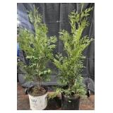 2- Green Giant Arborvitae