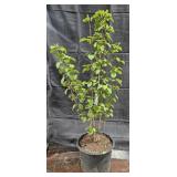 Japense Snowball Voburnum