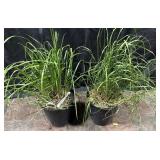 2- Pots of Ornamental Grass, Karl Foerster, 2