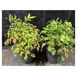 2- Pots of Nandina, Firepower, 2 Gallon