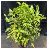 Nandina, Firepower, 2 Gallon