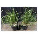 2- Pots of Ornamental Grass, Karl Foerster, 2