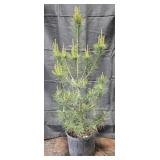 White Pine