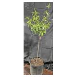 Elberta Peach Tree