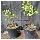 2- Redwig Dogwood