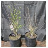 2- Ardens Purple Double Bloom Althea