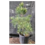 White Pine