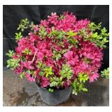 3Gallon Azalea, Hino Crimson