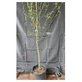 Corkscrew Willow Tree
