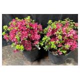 2- 3Gallon Azaleas, Hino Crimson