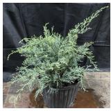 Grey Owl Juniper
