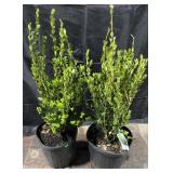 2- Korean Boxwoods
