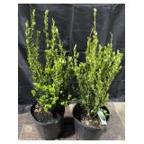 2- Korean Boxwoods