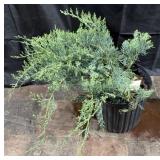 Grey Owl Juniper
