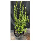 Korean Boxwood