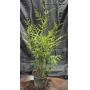 Nursuery Stock, Trees, Plants, Patio Furniture