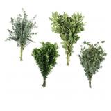 Assorted California Greens 20 bunches