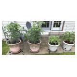 4- Large Potted Tomato Plants