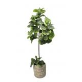 Faux 60' Fig Floor Plant in Roped Basket