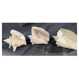 3 Conch shells