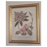 Pair Of Botanical Prints